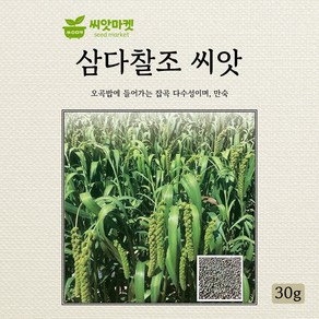 다농 삼다찰조 씨앗 30g, 1개