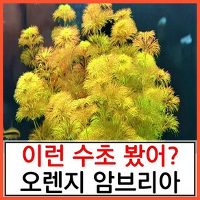 수초하우스) 오렌지 암브리아 5촉, 1개