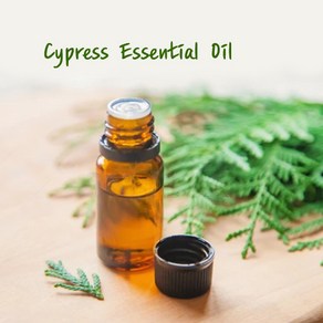 (SALE)사이프러스에센셜오일 히노끼오일(cypess essential oil), 100ml, 1개