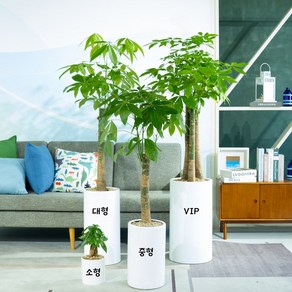 풀풀플랜트 파키라 [수도권 당일배송] [수도권제외 택배배송] 공기정화 새집증후군 식물개업 화분 집들이 선물 승진 사무실 이전 병원 개원 식당 개업식 화분 배달 선물세트, 1개, 대형 시멘트