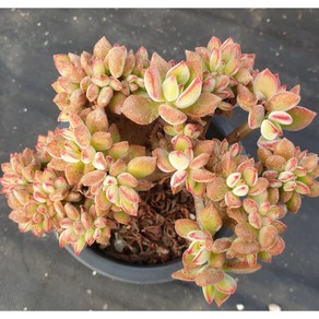 [수암다육] 부용 철화 랜덤발송 Echeveria 'Harmsii' f. cristata 랜덤발송 다육 다육이 다육식물 221