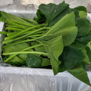 호박잎800g 직접 농사지은 익산 가정농장 여름 별미 쌈채소 쌈밥 호박잎쌈 강된장쌈, 1개