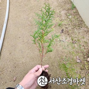 편백나무 묘목 실생3년 서산조경마켓, 5개