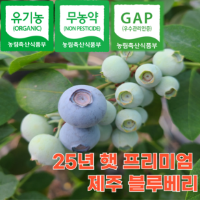 [프리미엄] 국산 친환경 유기농 무농약 GAP 신틸라 수지블루 제주 왕 생 생과 햇 블루베리, 1개, 1kg (대)