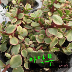 허브여울다육 아악무(코끼리풀/ 토피어리가능) 지름 9cm 소품화분, 1개