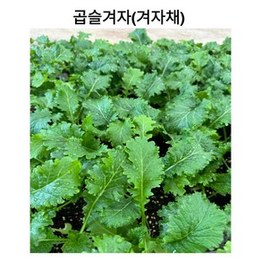 빠르게 먹는 청 겨자채 곱슬겨자 컵모종, 12개