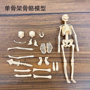 미니 반투명 골반 두개골 교육용 교구 인체모형 머리뼈 교육, [단독골격 세트] 28cm 전신