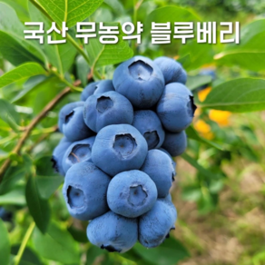 국산 냉동 무농약 블루베리 2024년 생과(크기 혼합)