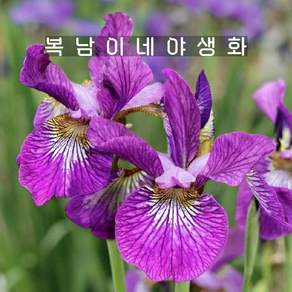 아이리스 시베리안 와인윙스 [1포트 복남이네야생화 iis sibeian], 1개