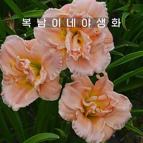원추리 핑크마돈나 [1개 복남이네야생화 모종 헤메로칼리스 hemeocallis], 1개