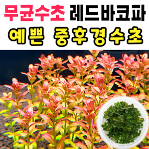 [수초스토어] 무균 드워프레드바코파 수초 컵 조직배양 / 구피 새우 어항 검역 쉬운 키우기 예쁜 은신처 전경 중경 후경 초보 자연 풍성한 펄그라스 붉은 무이탄 치어 베타 열대어