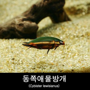 동쪽애물방개 키우기 Cybiste lewisianus, 1개