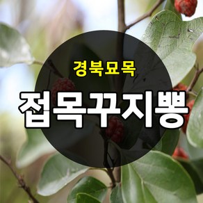 [경북농원] 접목꾸지뽕묘목 가시없는 뽕나무 접목2년생, 접목구지뽕나무, 접목구지뽕 상묘, 1개