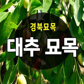 [경북농원] 대추나무묘목 접목 상묘 특묘 (왕대추/복조대추/사과대추), 사과대추접목  2년생 상묘, 1개