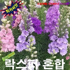 락스퍼 왜성종 혼합 15립, 1개