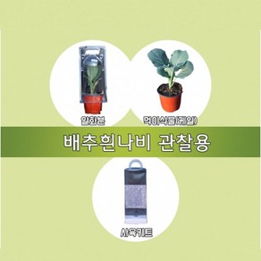 배추흰나비 관찰용