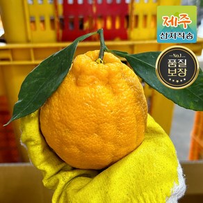 산지직송 제주도 당도보장 한라봉 3kg 5kg 가정용/선물세트, 1박스, 1.5kg, 1.한라봉 로얄 [소과] 1.5kg