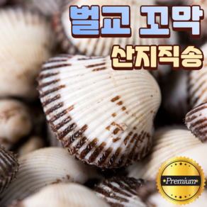 산지직송 벌교 꼬막 제철 큰 새꼬막 참꼬막 상품 1kg 3kg 5kg 7kg 10kg, 1개