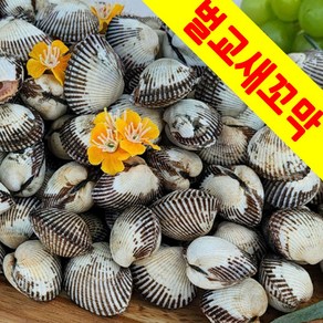 산지직송 벌교 새꼬막 1kg 여자만 꼬막 소사이즈 120미 내외, 1개