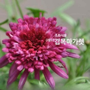 FV (레드)겹목마가렛 작은 화분 4개