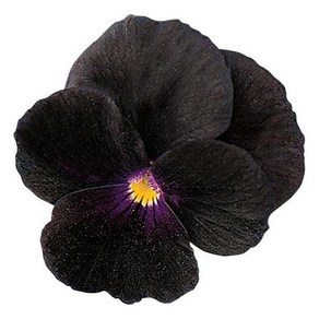 비올라 솔벳 블랙딜라이트(종자 꽃씨앗 / 10립)Sorbet® Black Delight Viola