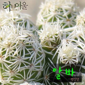 [허브여울선인장] 알바 (선인장) 지름 9cm 소품 다육화분, 1개