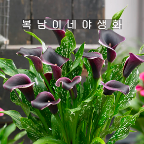 카라 블랙탱고 [1포트 복남이네야생화 마카오 칼라꽃 calla], 1개