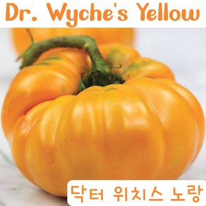 닥터 위치스 노랑 D. Wyche's Yellow 큰토마토 달콤한 희귀토마토 교육체험용 세트, 1개