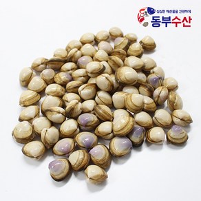 동부수산 인천 동죽조개 1kg 20~35마리 물총조개, 1개, 동죽조개1kg