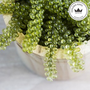 골든킹 프리미엄 바다포도 우미부도 SEA GRAPES 100g ASMR, 1개