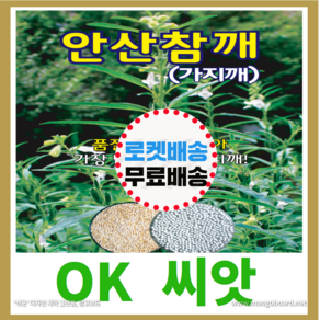 [OK씨앗] [안산참깨] 참깨씨앗 종자(오케이씨앗), 1개