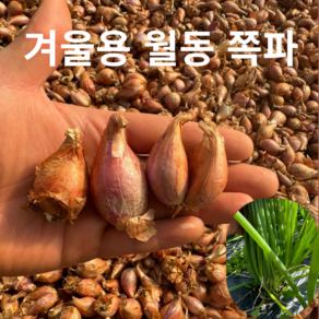 [조촌육묘장]쪽파종구 500g 만추 쪽파씨앗 쪽파씨, 1개