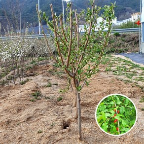 푸른묘목농원 왕보리수나무 3년생 결실주 분묘