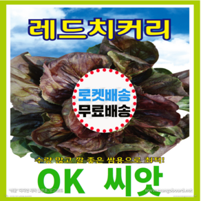 [OK씨앗] [레드치커리] 치커리씨앗 종자(오케이씨앗), 1개