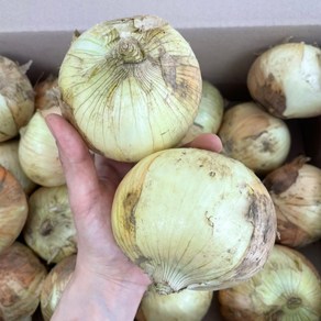 [농가신선] 속이꽉찬 햇 양파 국내산 무안 해남 함평, 1박스, 5kg (중)