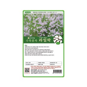 (DN) 라일락나무 씨앗(20g), 1개