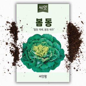 봄동씨앗 (5000립)