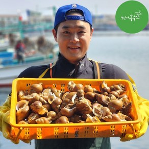 골뱅이 백골뱅이 동해 백고동 생물 참 통골뱅이 탕 자연산 제철 1kg, 1개, 자숙 백골뱅이 대 180g내외 (1kg 손질후 순살)