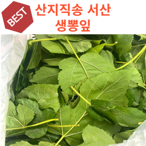 싱싱한 서산 뽕잎 생뽕잎 산지직송 누에먹이, 1개, 500g