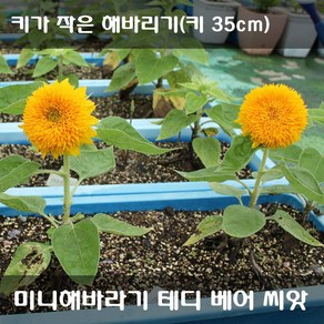 [해피플라워] 미니해바라기 테디 베어 씨앗 1g(약 50립) / 화분재배용 왜성종 해바라기 꽃씨, 미니 해바라기 테디 베어 씨앗 30립, 1개