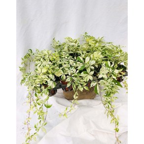 노지월동 무늬 고려담쟁이 Pathenocissus quinquefolia Monham 스타샤워즈 (한포트가격), 1개