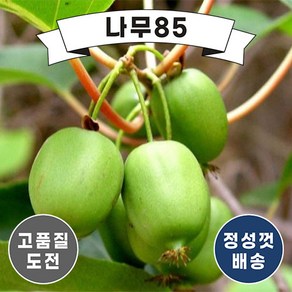 (나무85) 다래 용성2호 4치 포트, 1개