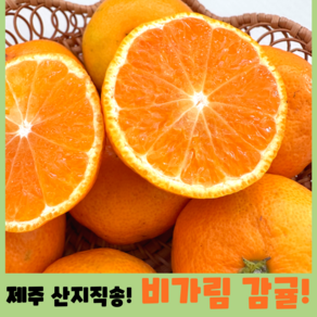 [오가네] 비가림 감귤 제주감귤 효돈감귤 고당도과일, 1박스, 1kg_프리미엄 (S)