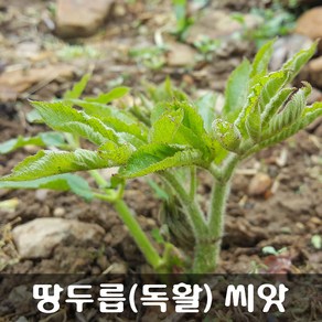 [해피플라워] 땅두릅 독활 씨앗 0.1g(약 300립) / 봄 여름 가을 파종 산채 종자, 1개