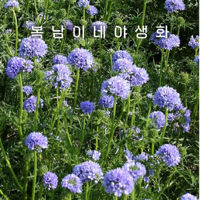 글로브 길리아 [4포트 복남이네야생화 모종 앤여왕의골무 일년생 globe gilia], 4개