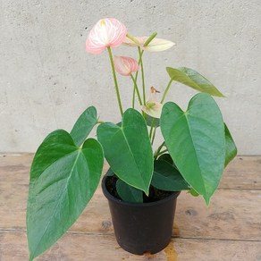 안스리움 리비움, 1개