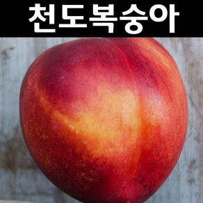 천도복숭아 (썬프레) 나무 묘목 R3cm 결실주 분묘 1개/유실수 과실수