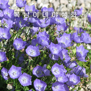 포복형 캄파눌라 카르파티카 [4개 복남이네야생화 모종 퍼플 초롱꽃 campanula], 4개