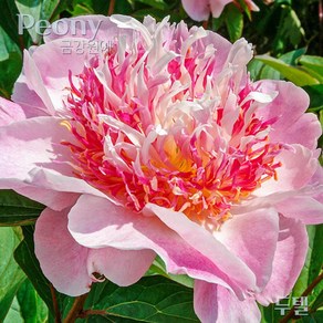 작약(Peony) 숙근 입고 두텔(2~3촉) '신상품' 금강원예, 1개