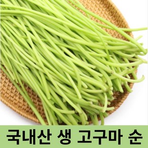 [당일채취] 국내산 당일채취 생 고구마순 400g 1kg 싱싱한 고구마줄기 줄거리 청대 고구마순줄기 고구마순400g 고구마순1kg